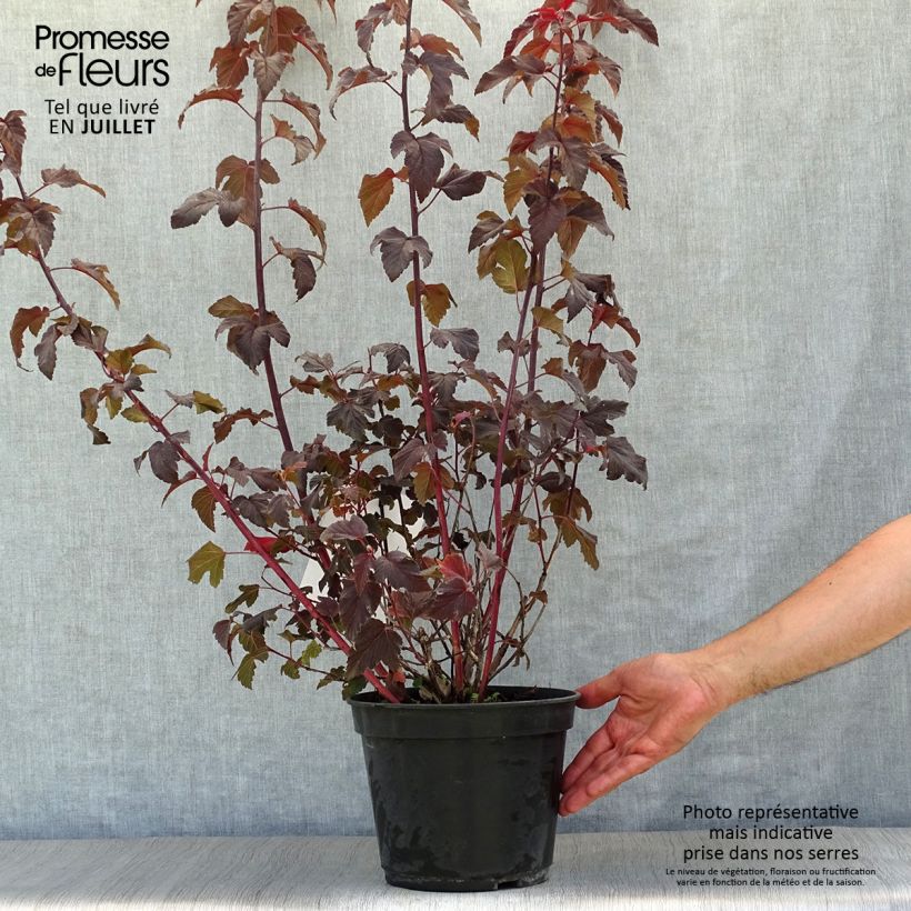 Esemplare di Physocarpus opulifolius Lady in Red Vaso da 3L/4L consegnato in estate