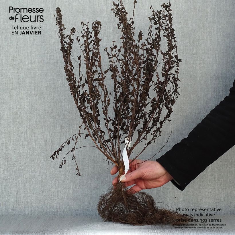 Physocarpus opulifolius Little Joker Piante piccole a radice nuda esemplare consegnato in inverno