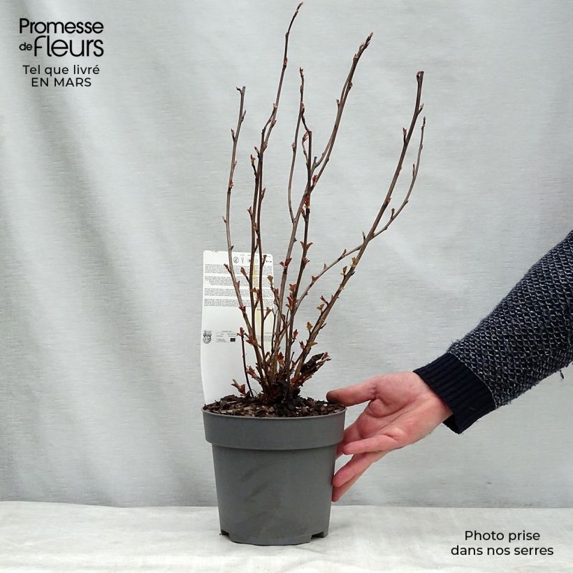 Physocarpus opulifolius Perspektiva Pot de 2L/3L esemplare consegnato in primavera