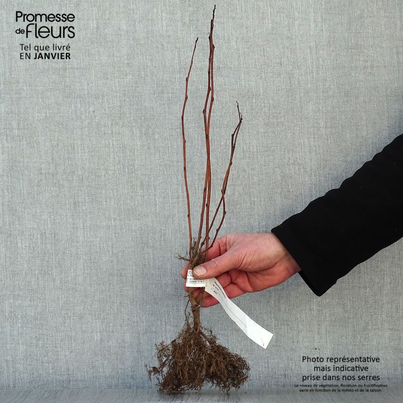 Physocarpus opulifolius - Spirea americana Piante piccole a radice nuda esemplare consegnato in inverno
