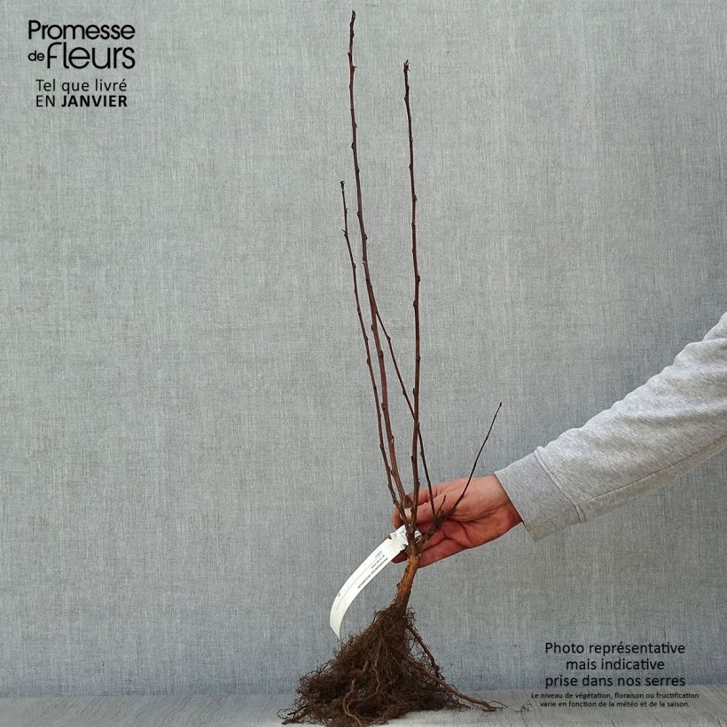 Physocarpus opulifolius Red Baron Piante piccole a radice nuda esemplare consegnato in inverno