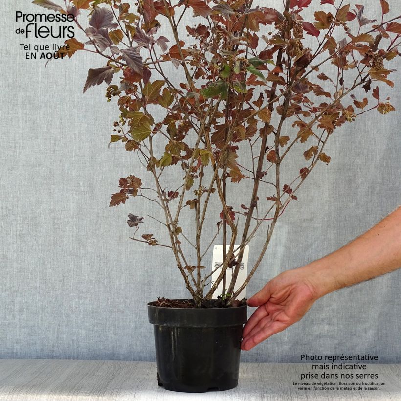 Esemplare di Physocarpus opulifolius Summer Wine Vaso da 3L/4L consegnato in estate