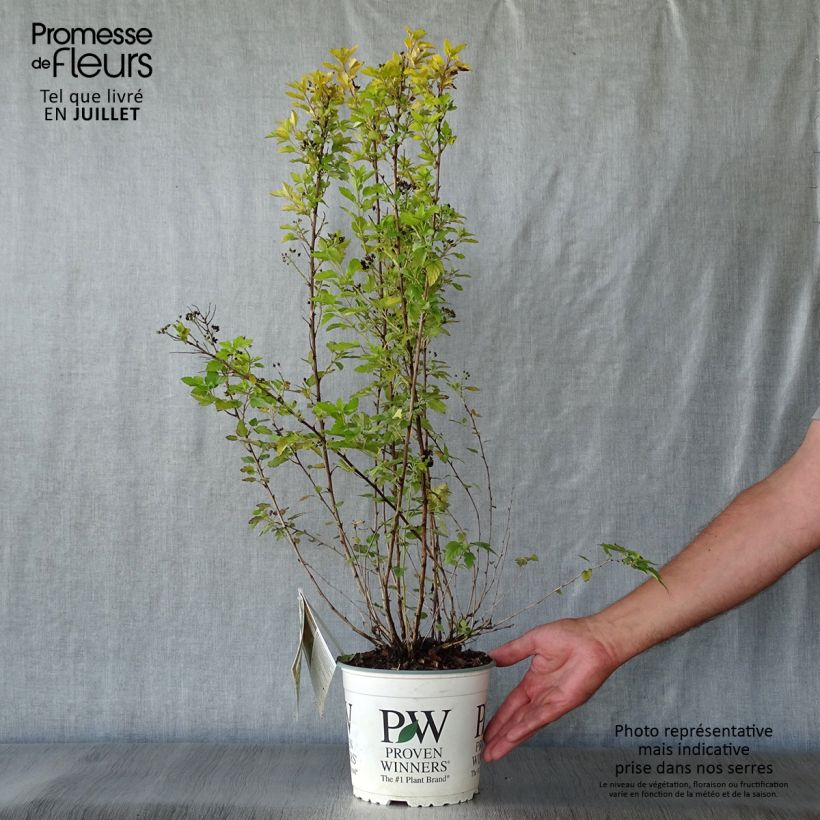 Esemplare di Physocarpus opulifolius Tiny Wine Gold Vaso da 2L/3L consegnato in estate