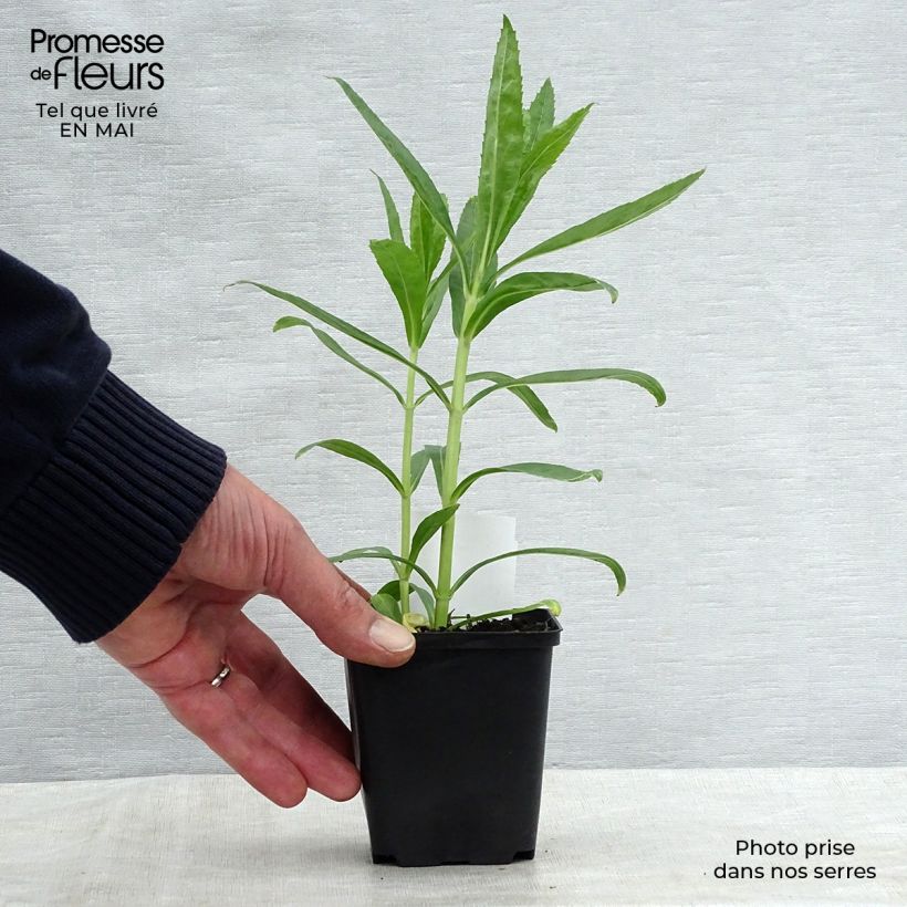 Physostegia virginiana Bouquet Rose - Cataleptique Godet de 9cm esemplare consegnato in primavera