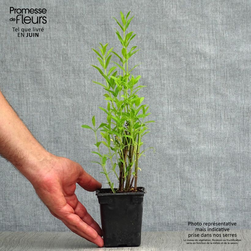 Esemplare di Physostegia virginiana Bouquet Rose Vasetto da 7/8 cm consegnato in estate