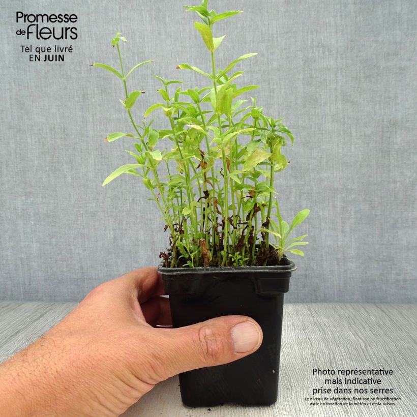Esemplare di Physostegia virginiana Summer Snow Vasetto da 7/8 cm consegnato in estate
