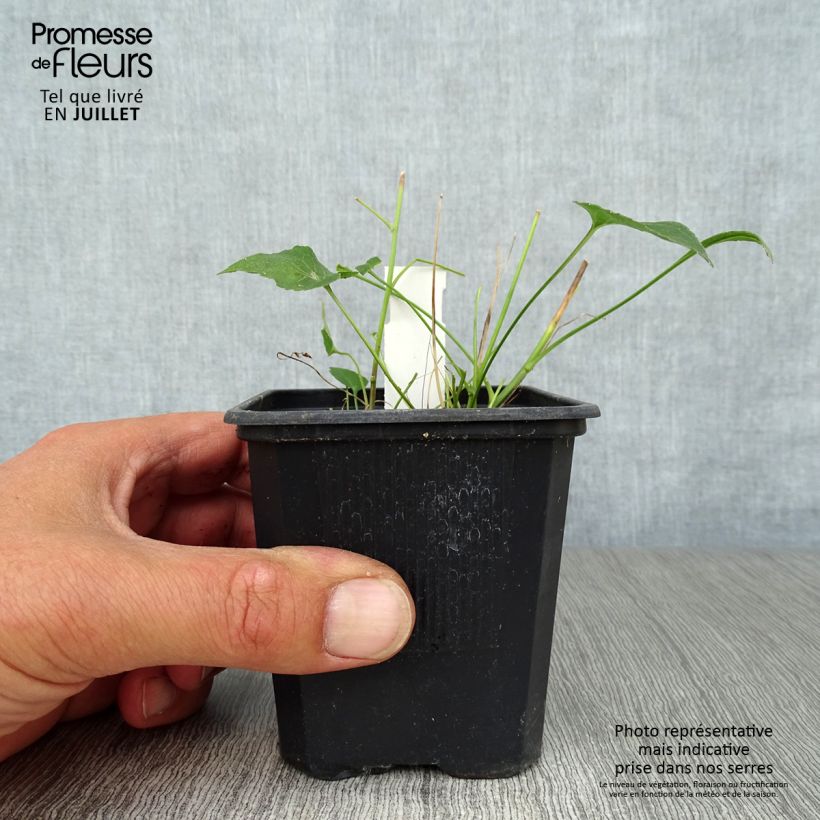 Esemplare di Phyteuma scheuchzeri - Raponzolo di Scheuchzer Vasetto da 8/9 cm consegnato in estate