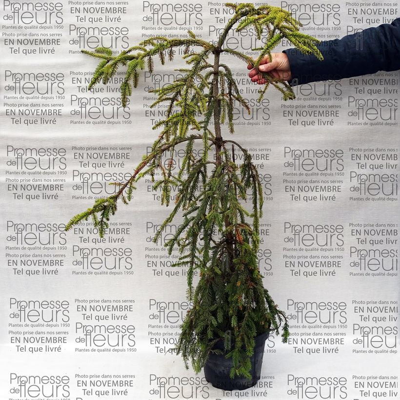 Esempio di esemplare Picea abies Aarburg Vaso da 7,5L/10L come consegnato