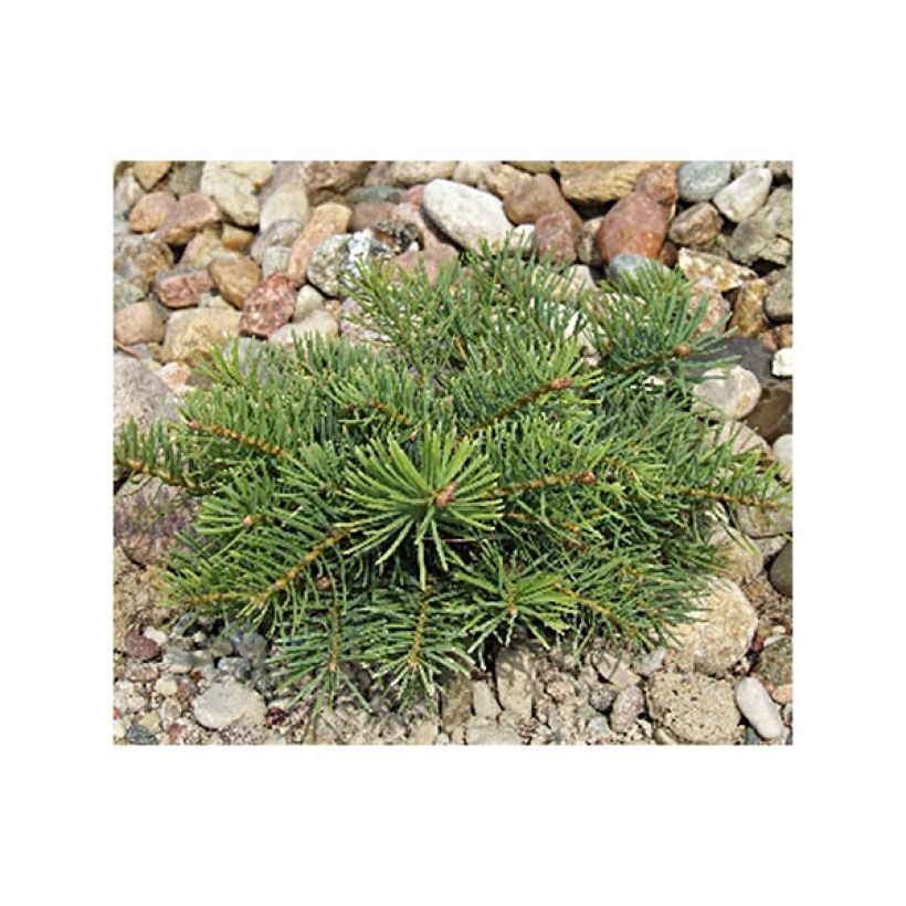Picea abies Eagle Point (Porto)