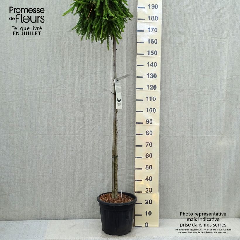 Esemplare di Picea abies Frohburg Vaso da 20L/25L consegnato in estate