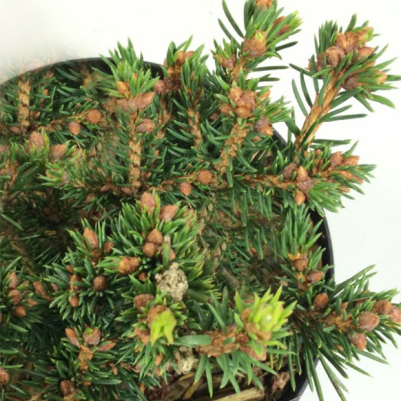 Picea abies Petra (Fogliame)