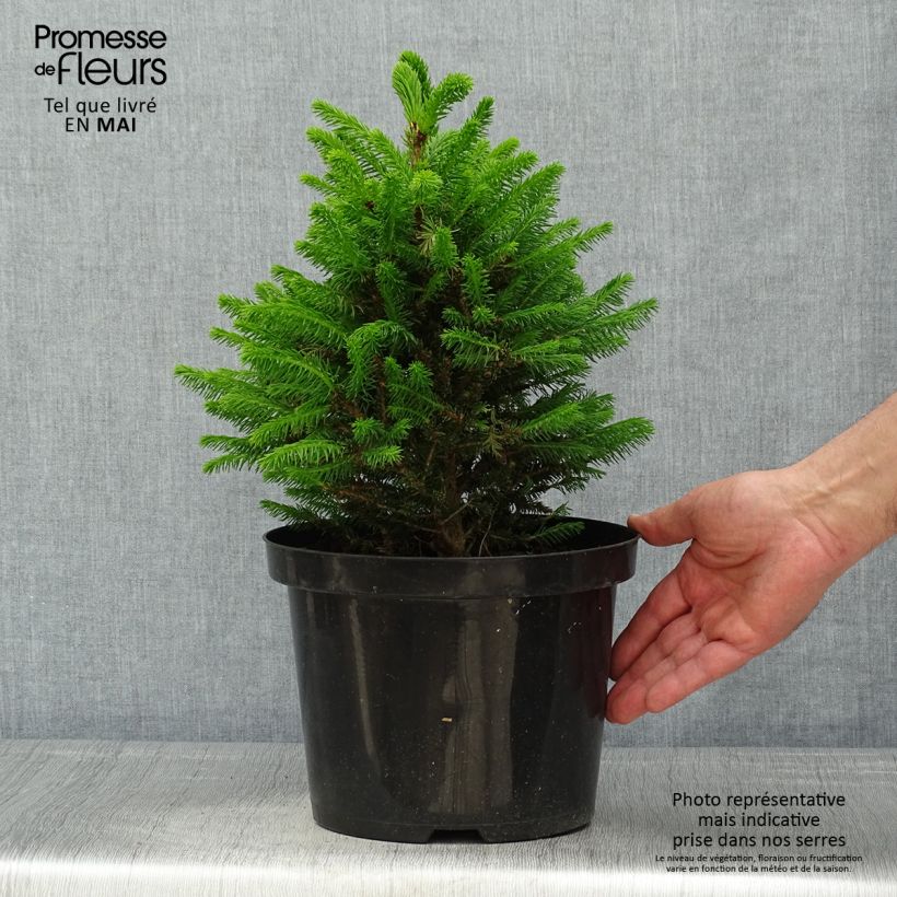 Picea abies Will's Zwerg - Épicéa commun en pot de 7,5L/10L esemplare consegnato in primavera