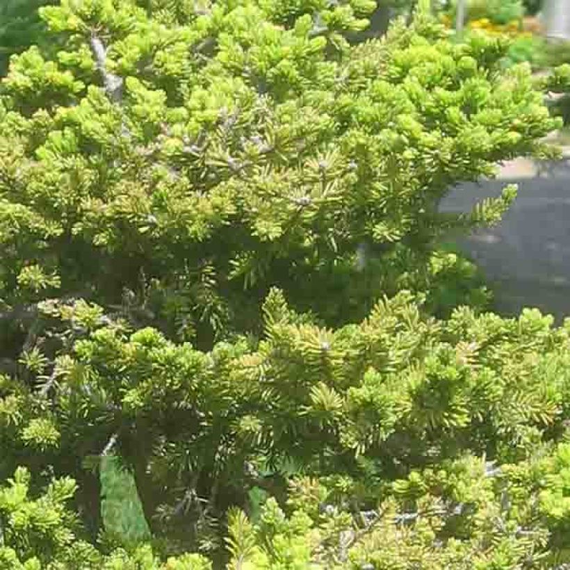 Picea jezoensis var. hondoensis (Fogliame)