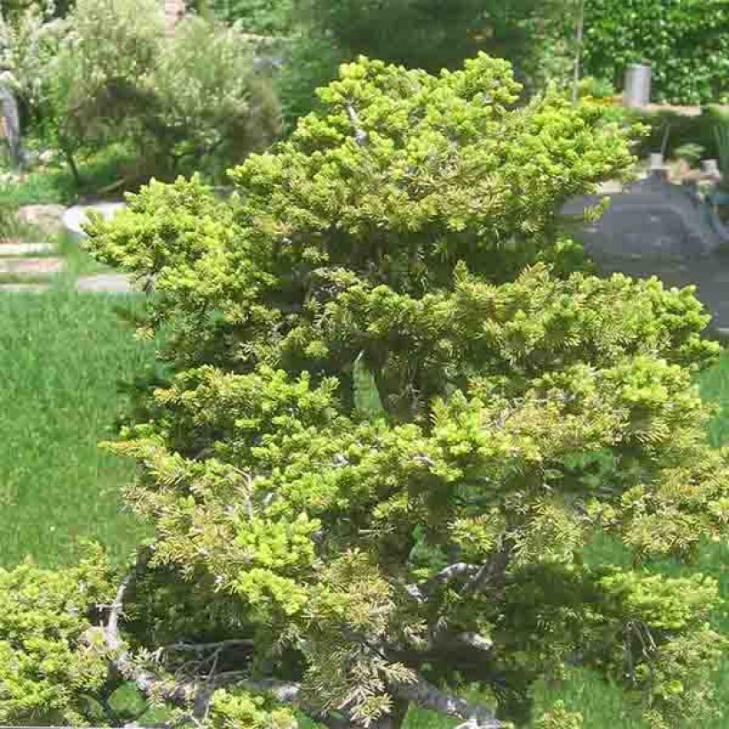 Picea jezoensis var. hondoensis (Porto)