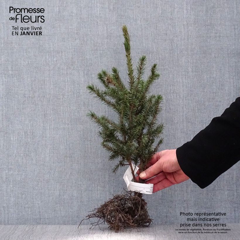 Picea omorika Piante piccole a radice nuda esemplare consegnato in inverno