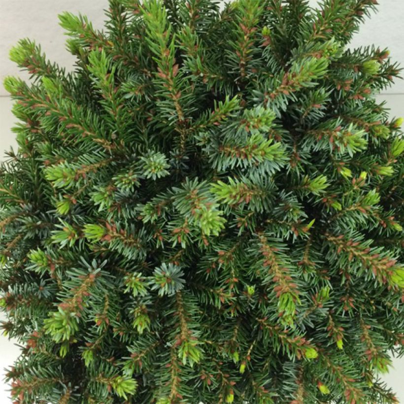 Picea omorika Morava (Fogliame)