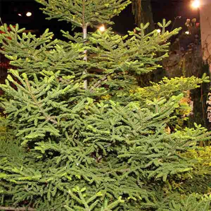 Picea orientalis Gracilis (Porto)
