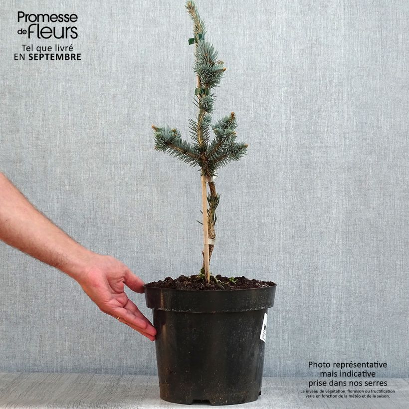 Esemplare di Picea pungens Iseli Foxtail Vaso da 3L/4L consegnato in estate