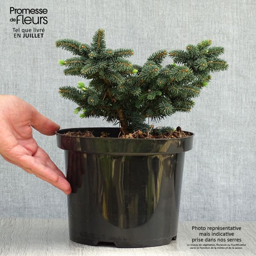 Esemplare di Picea pungens Sonia Vaso da 4L/5L consegnato in estate