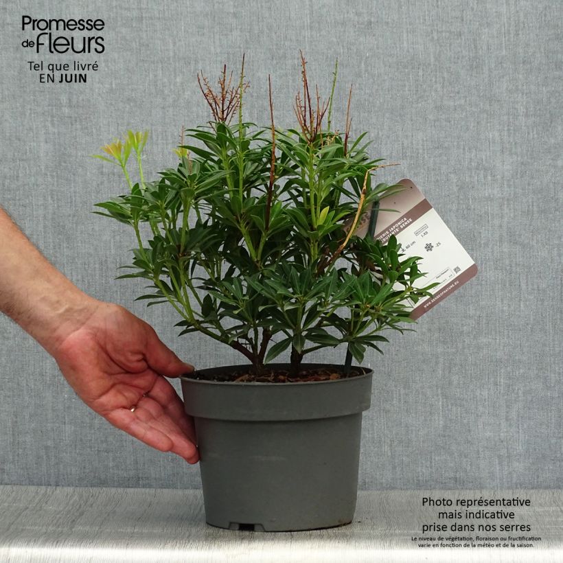 Esemplare di Pieris japonica Debutante Vaso da 2L/3L consegnato in estate