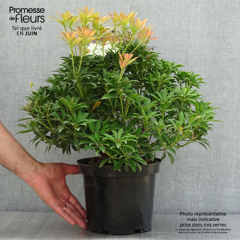 Esemplare di Pieris japonica Debutante Vaso da 4L/5L consegnato in estate