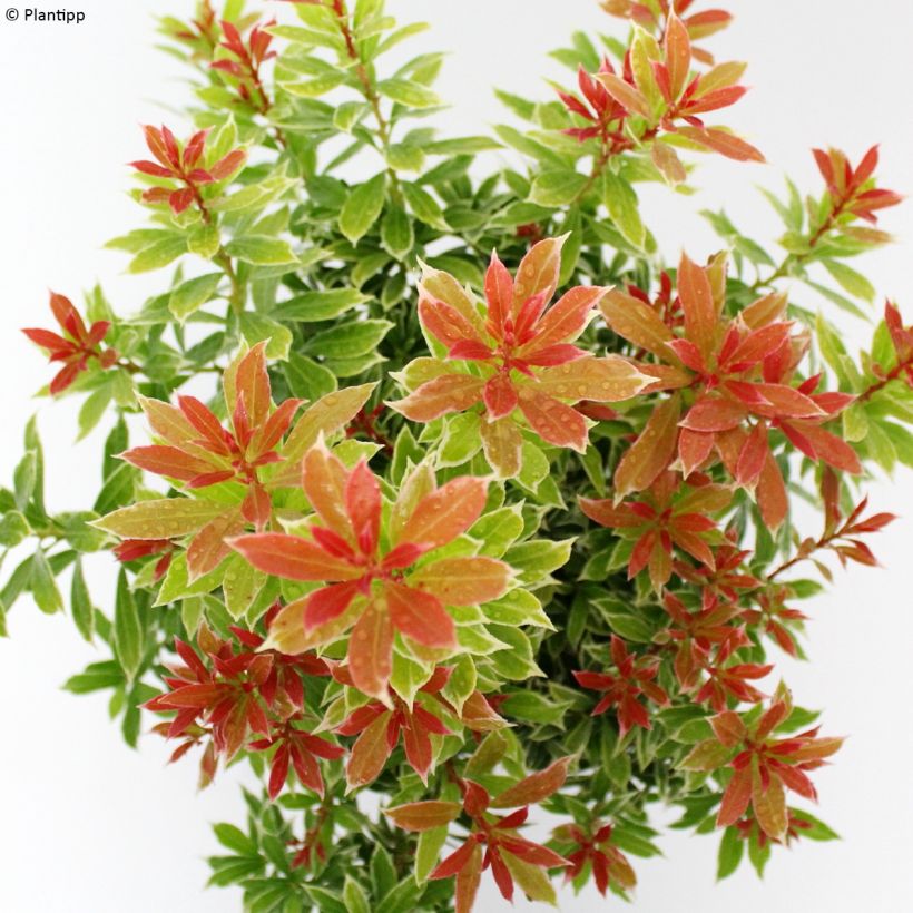 Pieris japonica Little Goldy (Fogliame)
