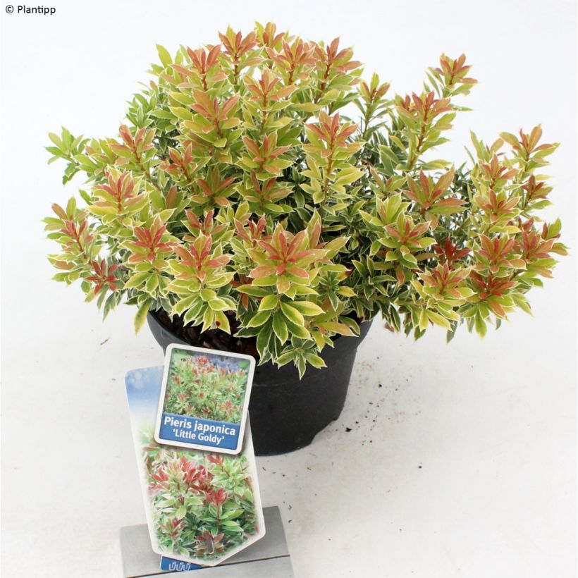 Pieris japonica Little Goldy (Porto)