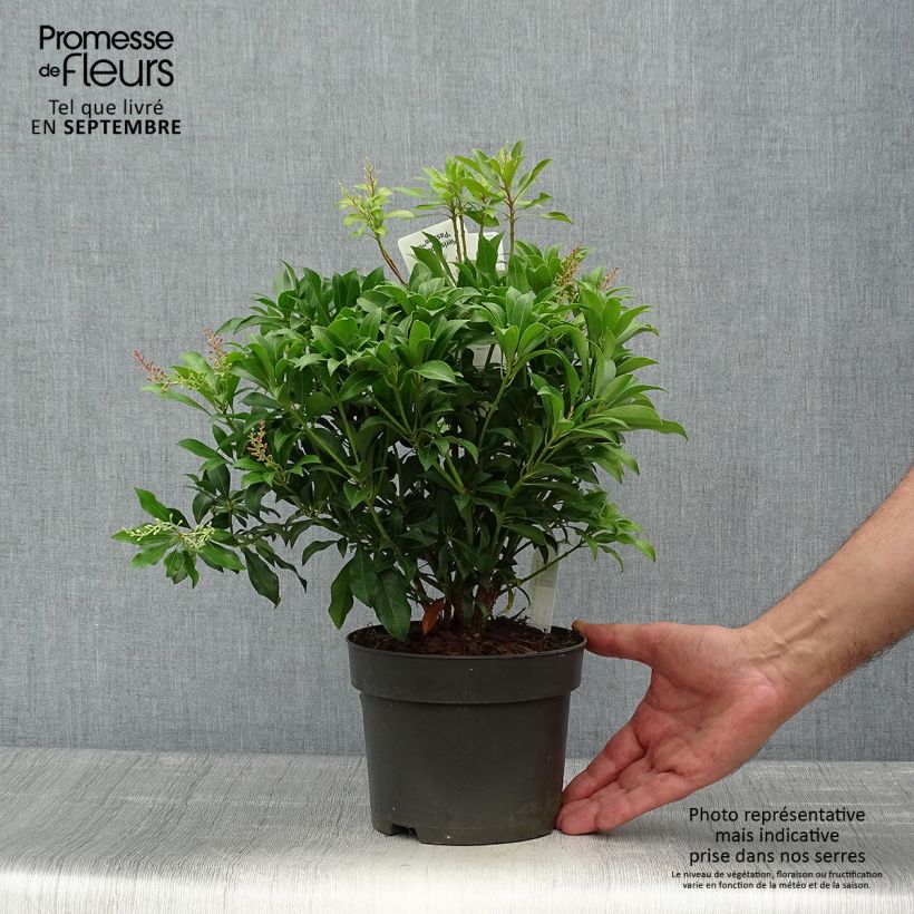 Esemplare di Pieris japonica Pink passion Vaso da 2L/3L come consegnato in autunno