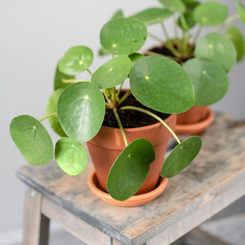 Pianta delle monete - Pilea peperomioides (Porto)