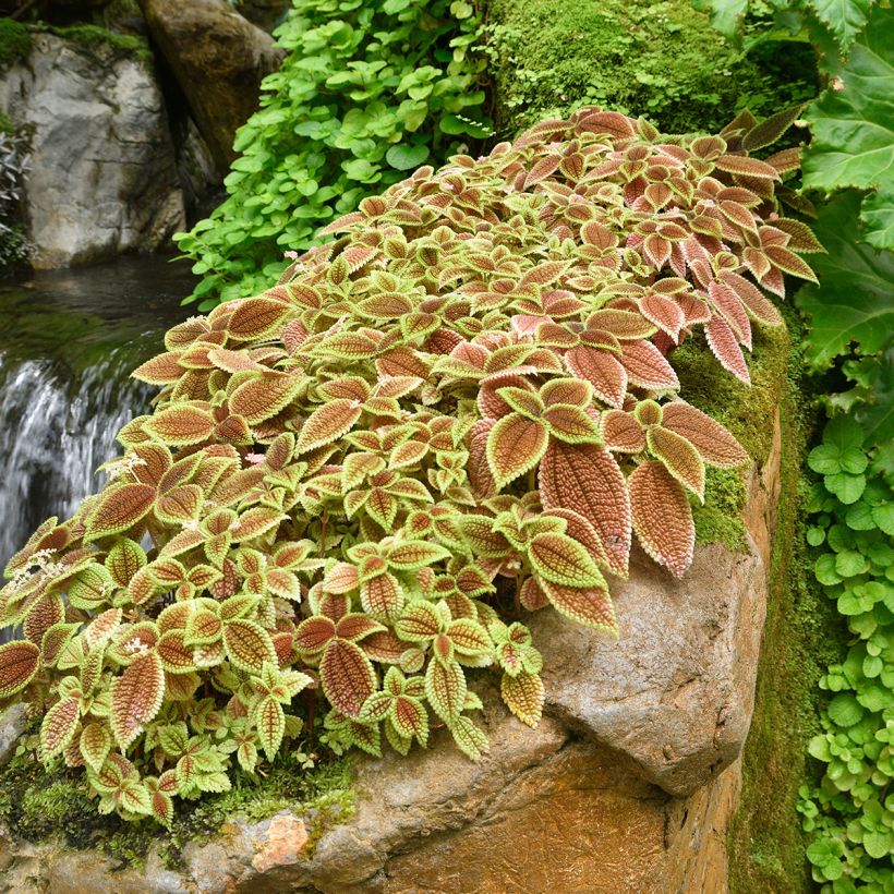 Pilea Moon Valley (Porto)