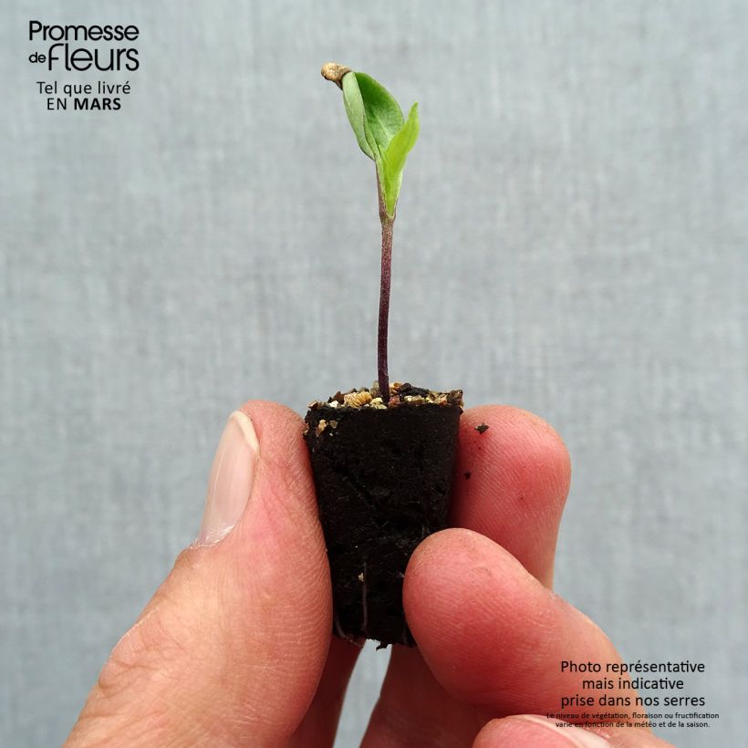 Peperoncino Gorria Bio Mini zolla Ø 1,5/2,5 cm esemplare consegnato in primavera