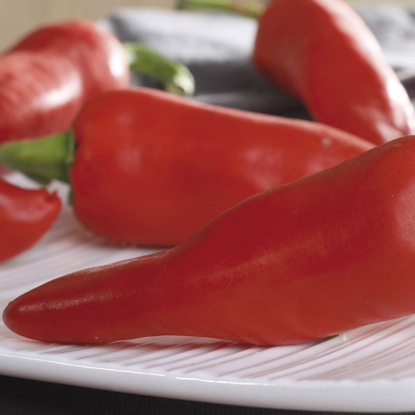 Peperoncino Gorria (Raccolta)