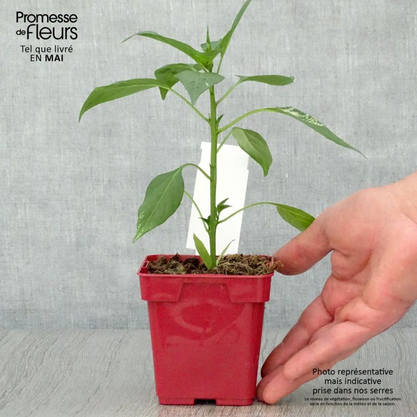 Pepe di Caienna Impala Vaso da Ø 10 cm/11 cm esemplare consegnato in primavera