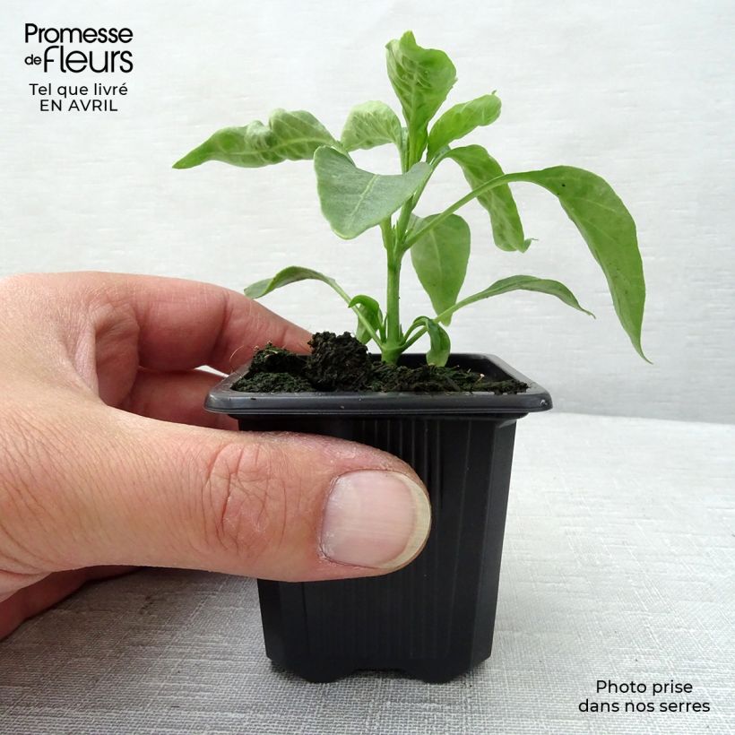 Pepe di Caienna (piante) Vasetto da 7/8 cm esemplare consegnato in primavera