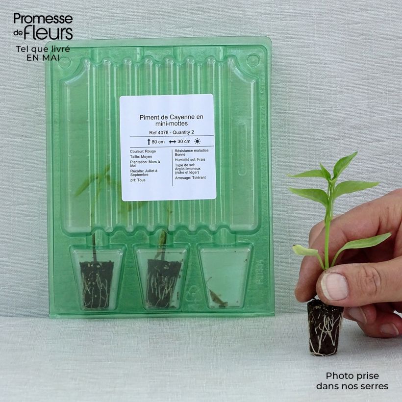 Pepe di Caienna (piante) Mini zolla Ø 1,5/2,5 cm esemplare consegnato in primavera
