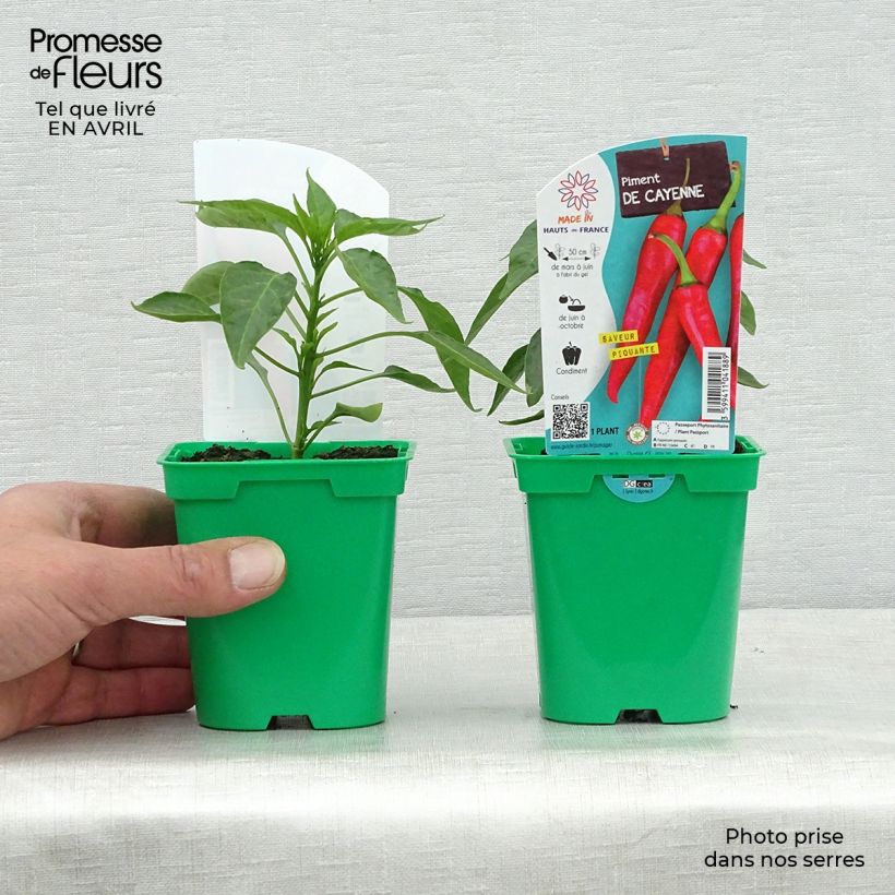Pepe di Caienna (piante) Vaso da Ø 10 cm/11 cm esemplare consegnato in primavera