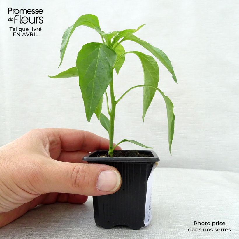 Peperoncino dolce Molto lungo delle Lande Vasetto da 7/8 cm esemplare consegnato in primavera