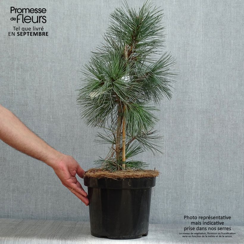 Esemplare di Pinus flexilis Vanderwolfs Pyramid Vaso da 7,5L/10L consegnato in estate