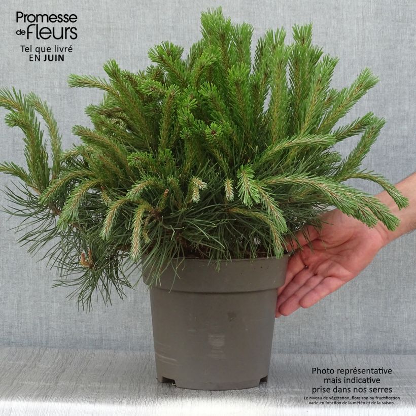 Esemplare di Pinus uncinata Pezzo consegnato in estate