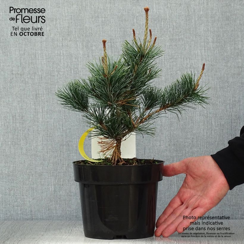Esemplare di Pinus parviflora Negishi Vaso da 2L/3L come consegnato in autunno