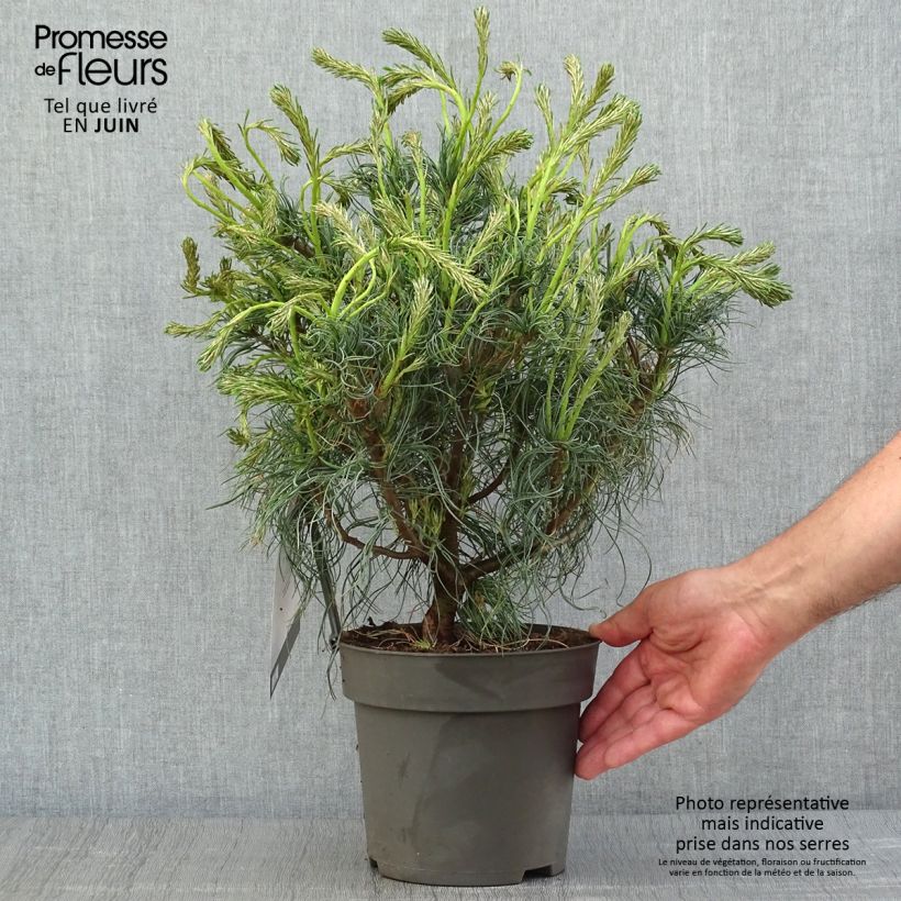 Esemplare di Pinus strobus Green Twist - Pino strobo Vaso da 2L/3L consegnato in estate