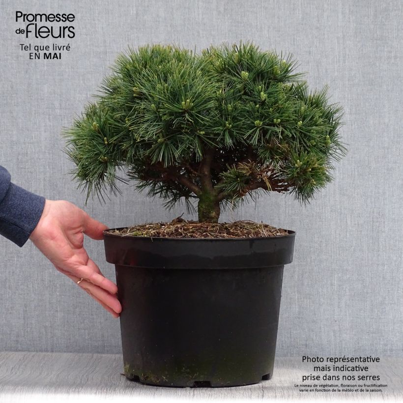 Pinus strobus Minuta - Pino strobo Vaso da 7,5L/10L esemplare consegnato in primavera