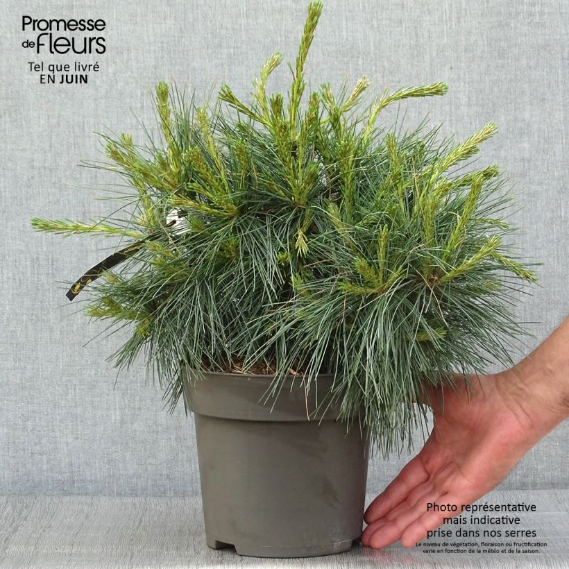 Esemplare di Pinus strobus Niagara Falls - Pino strobo Vaso da 3L/4L consegnato in estate