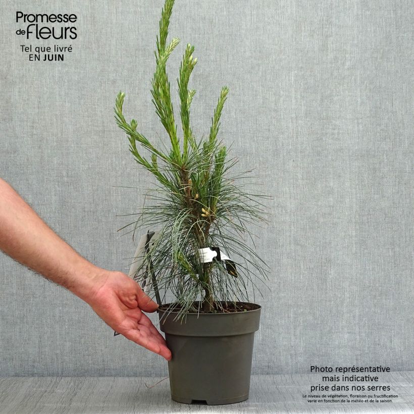 Esemplare di Pinus wallichiana Densa Hill Vaso da 3L/4L consegnato in estate