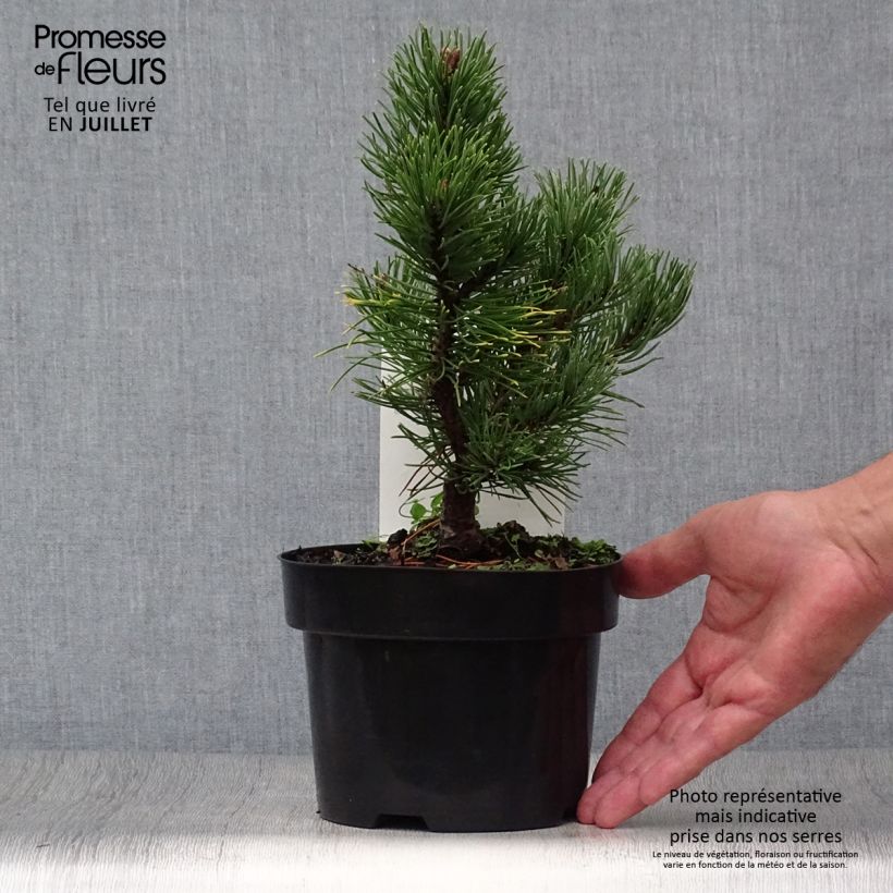 Esemplare di Pinus mugo Carstens Wintergold Vaso da 2L/3L consegnato in estate