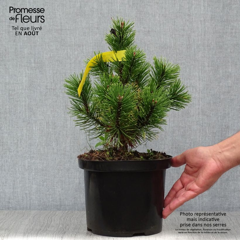 Esemplare di Pinus mugo Carstens Wintergold Vaso da 4L/5L consegnato in estate