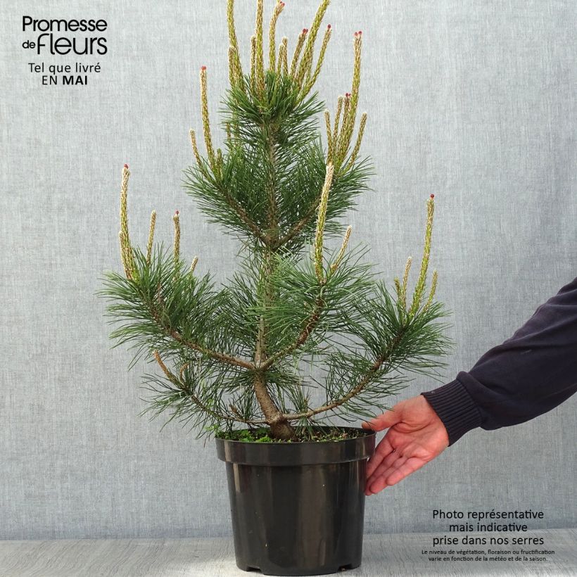 Pinus mugo Gnom Vaso da 7,5L/10LAltezza consegnata circa 30/40cm esemplare consegnato in primavera