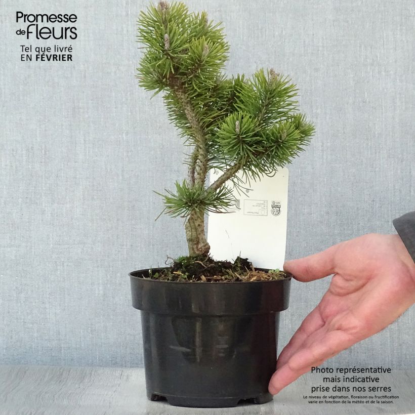 Pinus mugo Mops Gold Vaso da 2L/3L esemplare consegnato in inverno