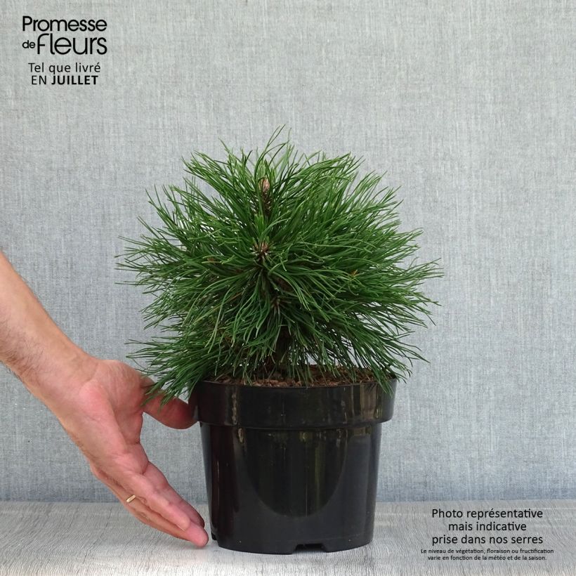 Esemplare di Pinus mugo Varella Vaso da 2L/3L consegnato in estate