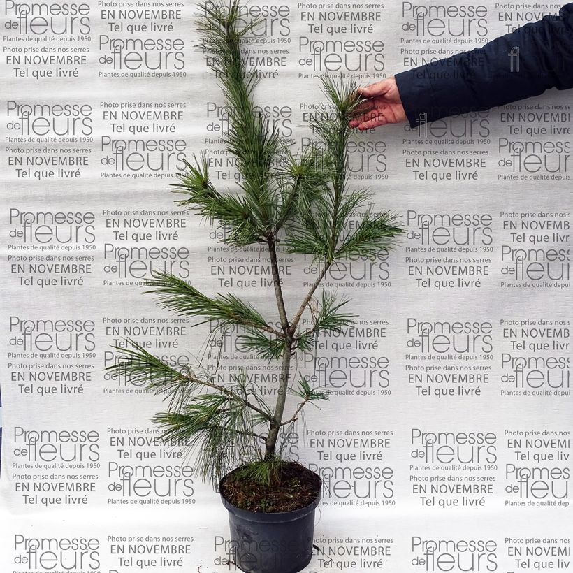 Esempio di esemplare Pinus schwerinii Vaso da 7,5L/10L come consegnato